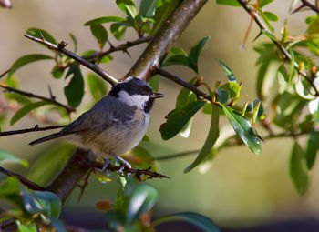 Close-up of bird perching on branch