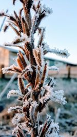 Close-up of frozen plant