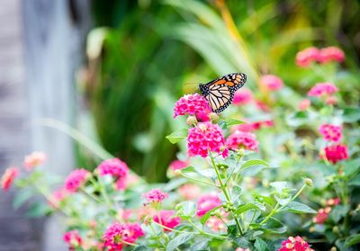 Close-up of butterfly on pink flowers