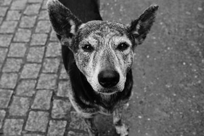 Close-up portrait of dog