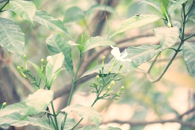 Close-up of plant