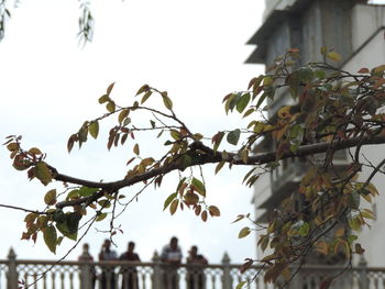 Low angle view of tree branches