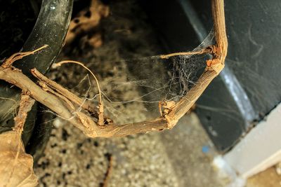 Close-up of spider on web