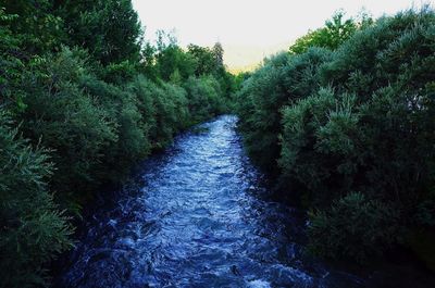 River amidst trees in forest against sky