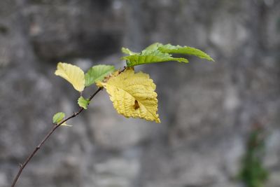 Close-up of yellow leaf