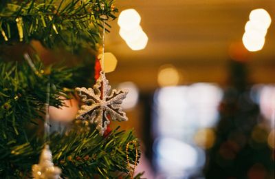 Close-up of christmas tree