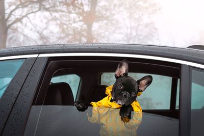 Portrait of dog by window in car