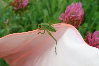 Close-up of insect on flower