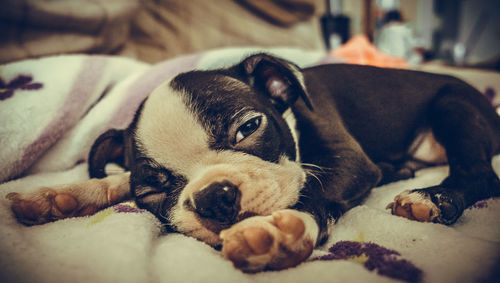 Close-up of dog sleeping at home