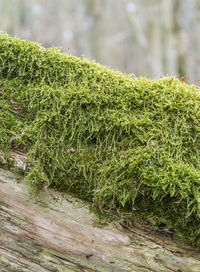 Close-up of green plant growing on field