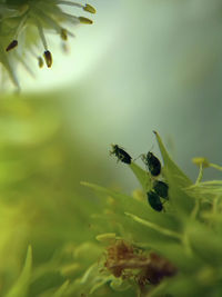 Close-up of insect on plant