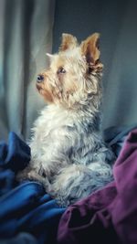 Close-up of dog relaxing on bed at home