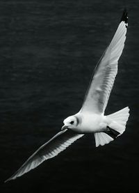Seagulls flying over sea