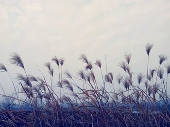 Close-up of plants growing on field against sky