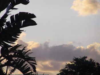 Low angle view of silhouette palm trees against sky