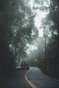 Cars on road by trees in city