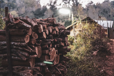 Stack of logs on field in forest