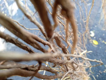 Close-up of snow on tree