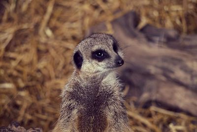 Close-up of an animal looking away