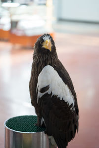 Close-up of a bird