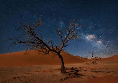 Bare tree on desert against sky at night