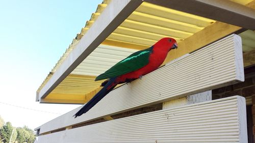 Close-up of parrot perching on metal