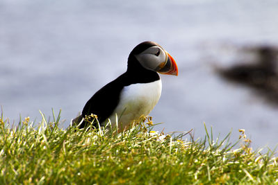 Close-up of a bird on field