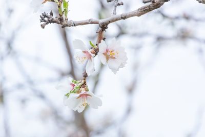 Close-up of cherry blossoms in spring
