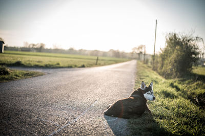 View of a dog on road