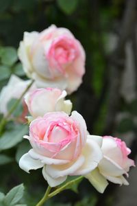 Close-up of pink rose