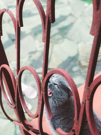 Close-up of a monkey