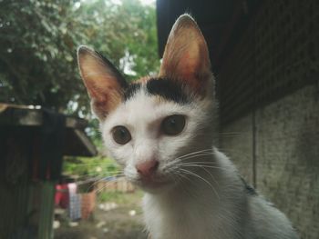 Close-up portrait of cat