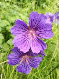 Close-up of purple flowers