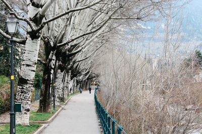 Footpath amidst bare trees in city