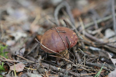 Close-up of mushroom in forest