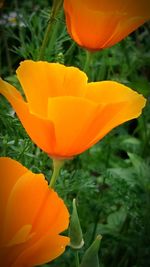 Close-up of yellow flower blooming outdoors