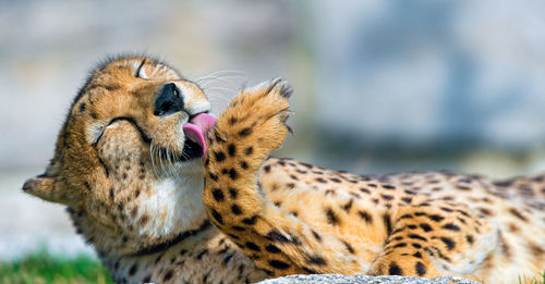 Cheetah in the wild, africa