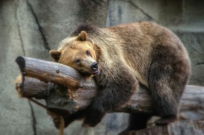 Low angle view of grizzly bear resting on tree at cleveland metroparks zoo