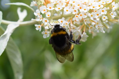 Close-up of honey bee pollinating on flower