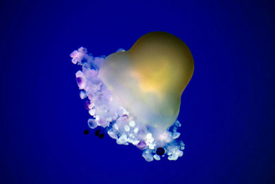 Close-up of jellyfish against blue background