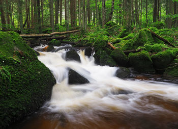 View of waterfall in forest