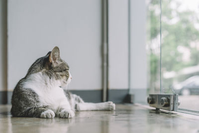 Close-up of cat sitting on floor