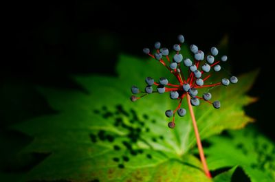 Close-up of water drops on plant