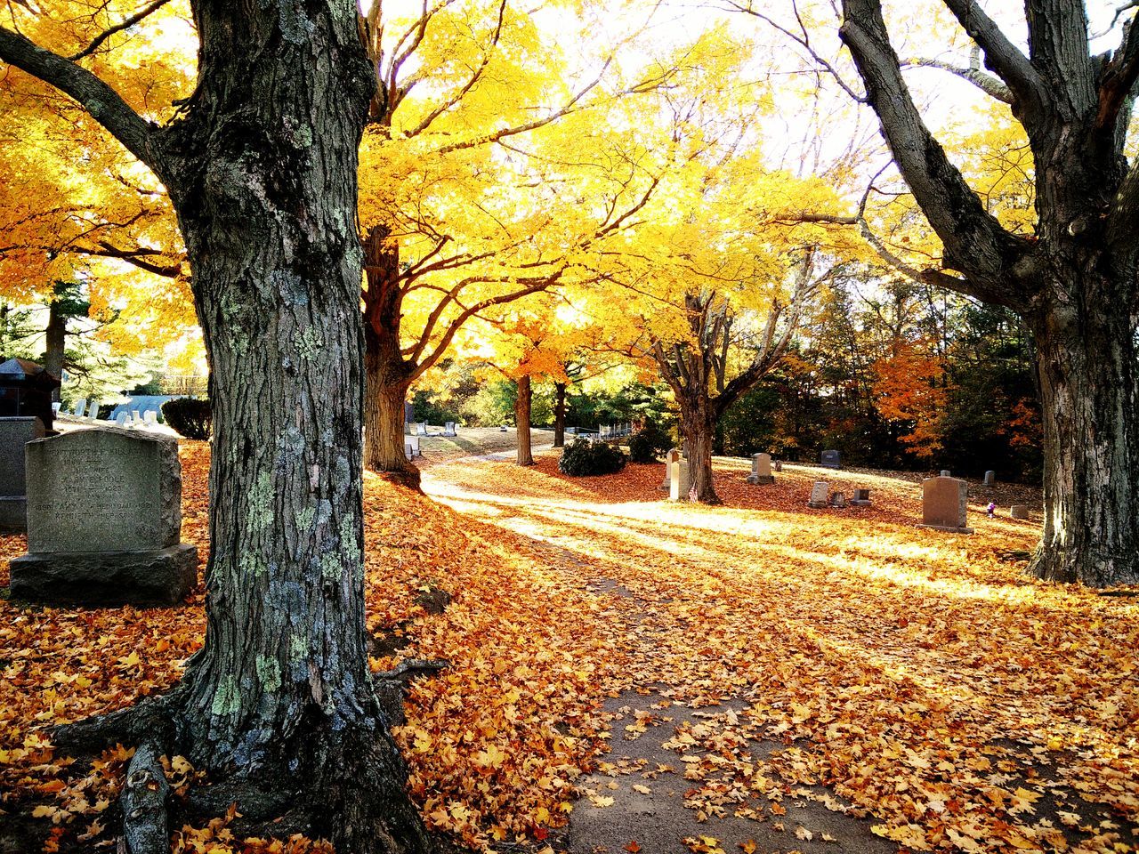 tree, autumn, change, season, tree trunk, tranquility, branch, nature, orange color, beauty in nature, yellow, tranquil scene, the way forward, scenics, growth, leaf, footpath, park - man made space, road, fallen