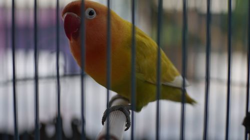 Close-up of parrot in cage