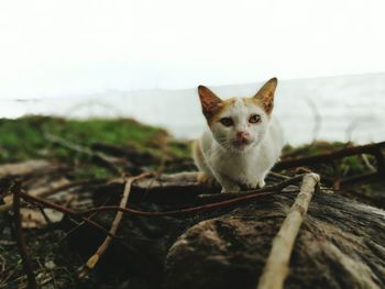 Portrait of cat