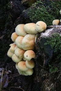 High angle view of mushrooms growing on tree