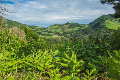 Scenic view of vineyard against sky