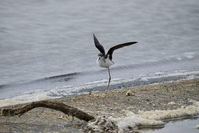 Seagull perching on rock