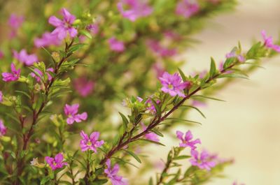 Close-up of pink flowering plant leaves